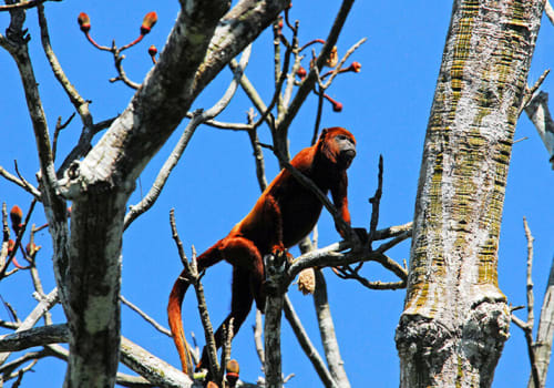 Howler Monkey In Tree