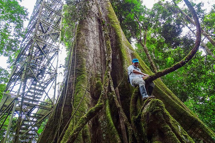Anakonda Amazon's 8-Day Itinerary Day Four - Jungle Observation Tower.
