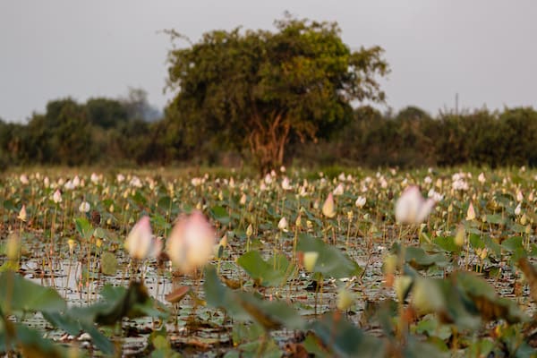 Aqua Mekong's 8-Day Mekong Expedition Upstream Day Seven - Lotus Field