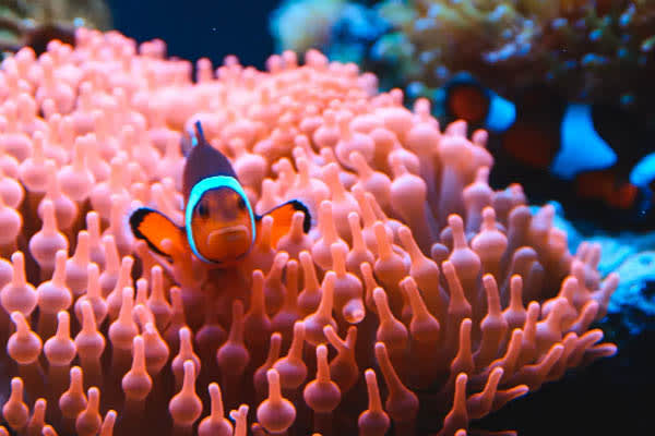 Aqua Lares - Aldabra & Seychelles’ Outer Islands​ - Day 2