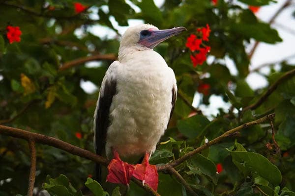 Aqua Lares - Aldabra & Seychelles’ Outer Islands​ - Day 5