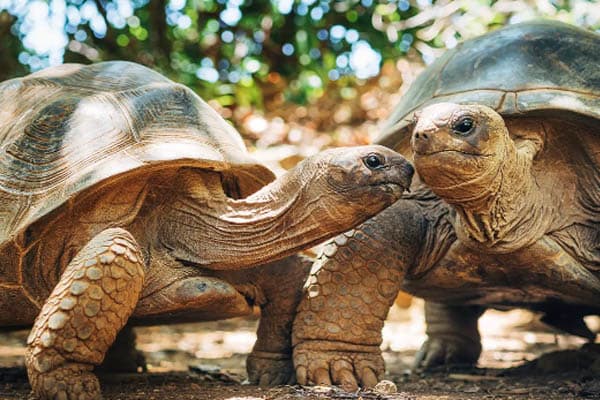 Aqua Lares - La Digue & Seychelles' Inner Islands​ - Day 5