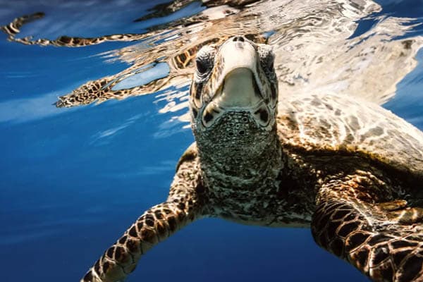 Aqua Lares - The Coralline Seychelles & Inner Islands - Day 12