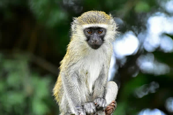 Aqua Lares - Zanzibar, Tanzania & The Coralline Seychelles: Zanzibar - Mahe - Day 2