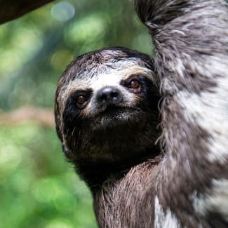 A sloth holding on to a tree