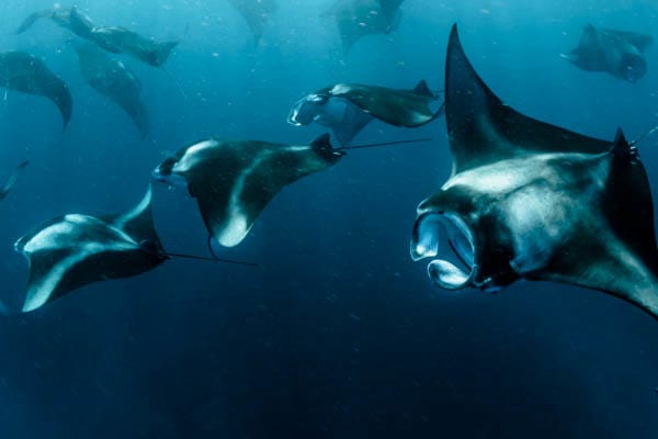 Celestia - Bali - Komodo - Day 7