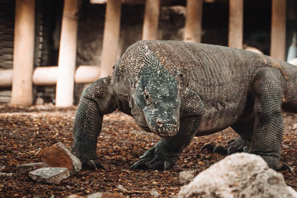 Celestia - Komodo National Park - Day 1