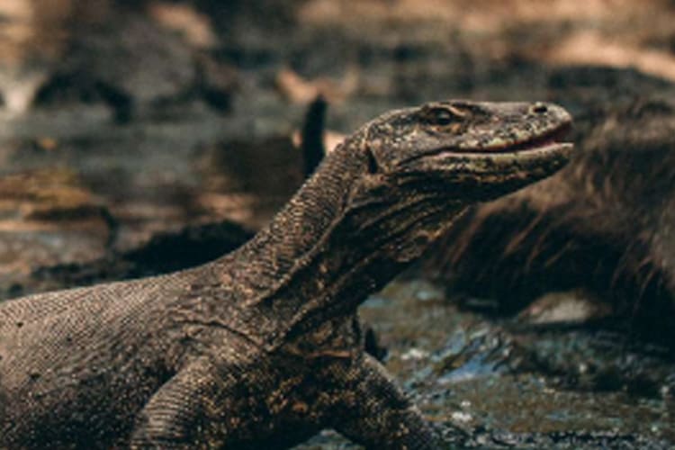 Celestia - Komodo National Park - Day 5