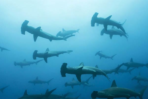 Celestia - Maumere - Ambon - Day 4