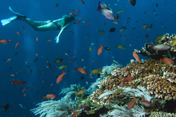 Celestia - Raja Ampat North & Central - Day 1