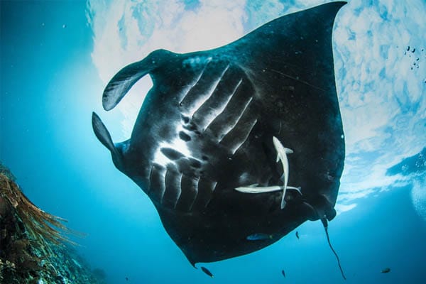 Celestia - Raja Ampat North & Central - Day 6