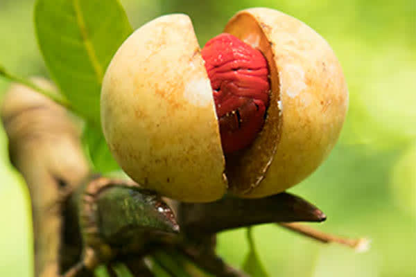 Celestia - The Spice Islands & Misool - Day 1