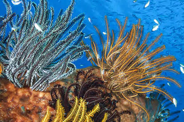 Celestia - The Spice Islands & Misool - Day 2