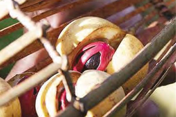 Celestia - The Spice Islands & Misool - Day 5