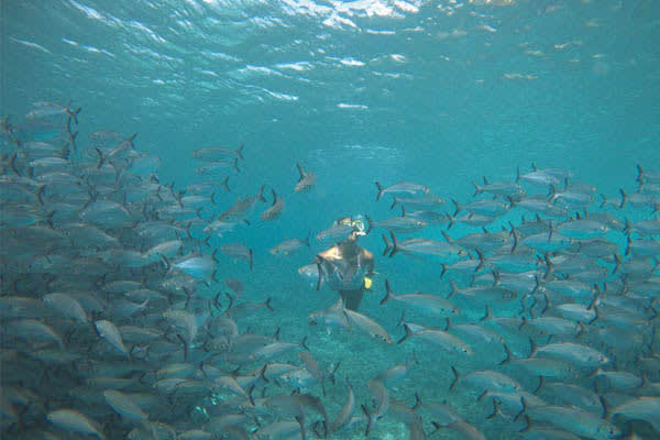 Celestia - The Spice Islands & Misool - Day 7