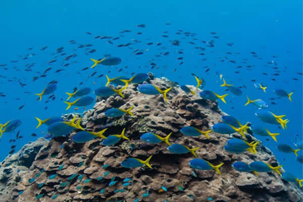 Celestia - The Spice Islands & Misool - Day 8