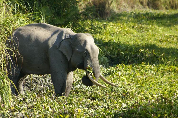 Charaidew II - Brahmaputra Maximum - Day 5