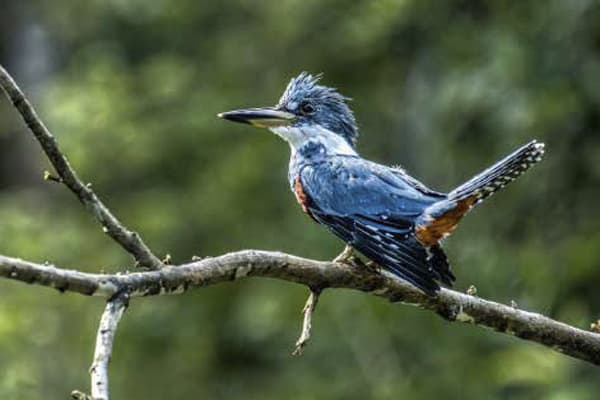 Delfin I - Pacaya Samiria