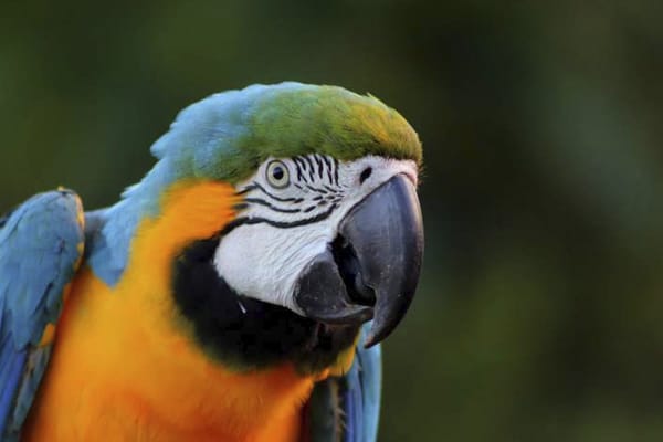 Delfin III - Rio Ucayali