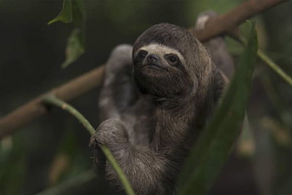 Delfin III - Rio Ucayali