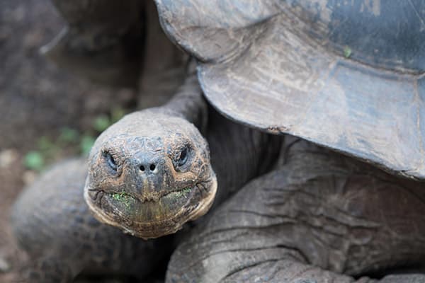 Infinity’s 8-Day Itinerary B Day Three - Giant Tortoise Close Up.