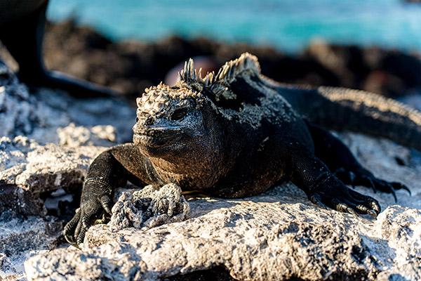 Treasure of the Galapagos 7-Day 'C' Itinerary Day Five - Marine Iguana Close Up. 