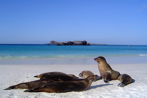 Eco Galaxy’s 5-Day Itinerary Day Three - Sea Lion Colony.