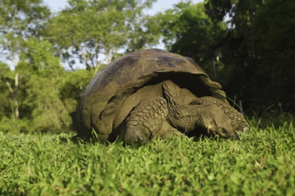 Galaxy Diver - Short Naturalist Cruise