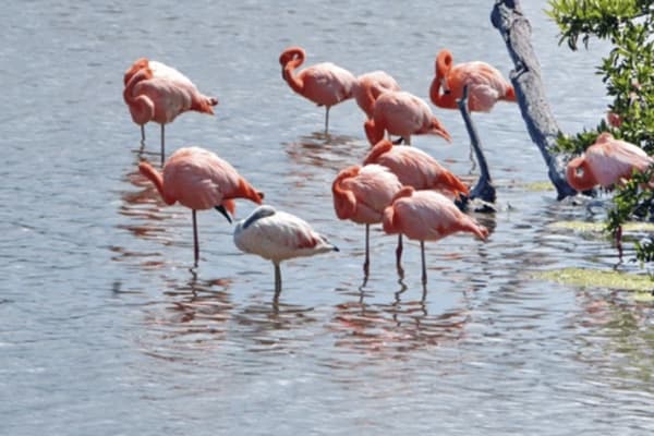 Galaxy Sirius - Itinerary A