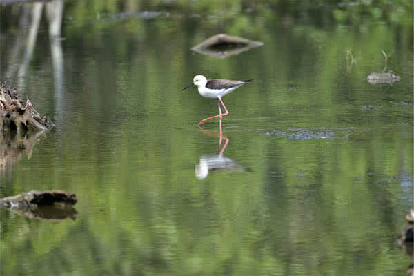 Ganga Vilas - The Colours of Bengal Cruise - Day 3