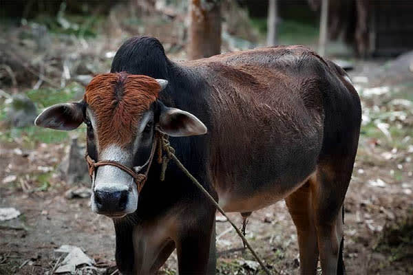 Kindat Pandaw - All Assam On The Brahmaputra - Day 10