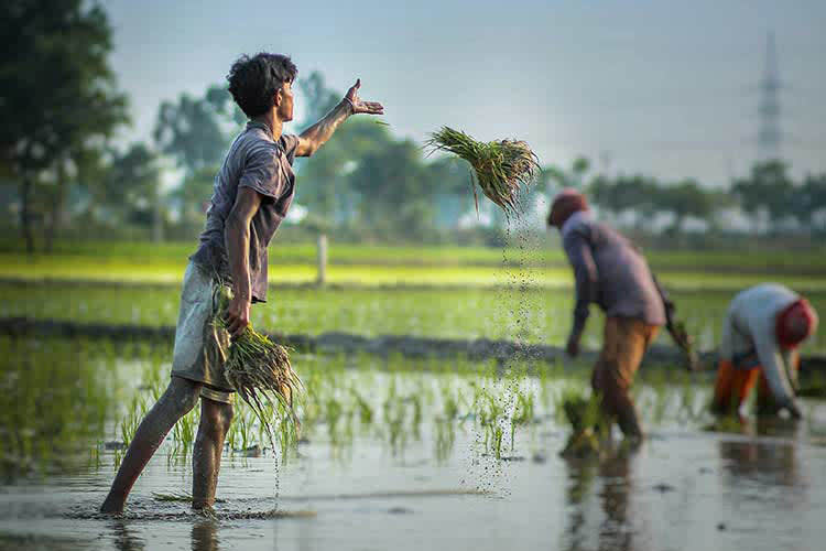 Kindat Pandaw - Nagaland's Hornbill Festival & Brahmaputra Expedition - Day 14