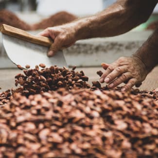 Drying the cacao beans
