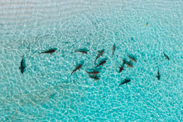 Mutiara Laut - North & South Raja Ampat: Misool, Waigeo, & Wayag - Day 7