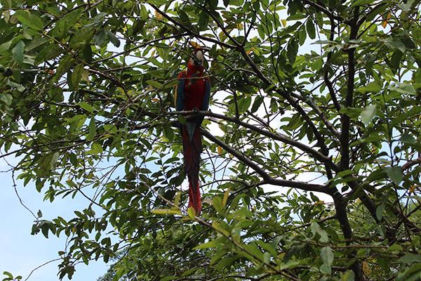 Agua Marina’s 4-Day Bird Watching Itinerary Day Two - Parrot sighting in the trees.
