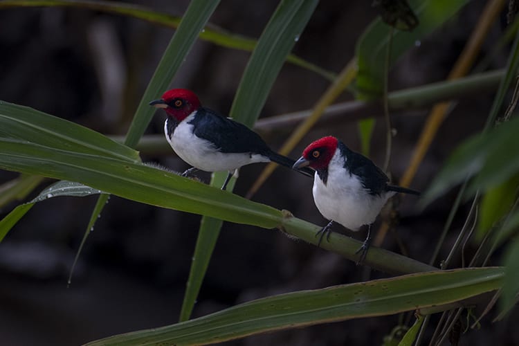 Pure Amazon - 4-Night Itinerary