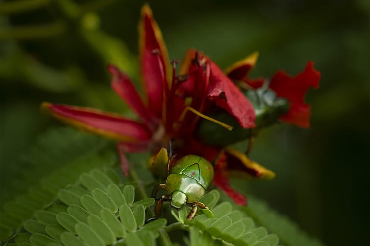 Pure Amazon - 7-Night Itinerary