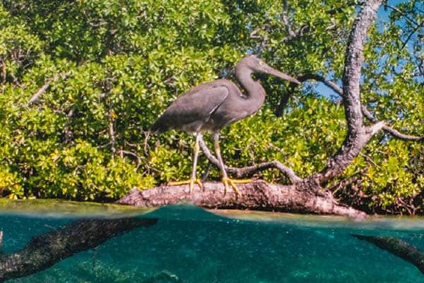 Samara Otium - Raja Ampat The Coral Triangle: South to North Expedition - Day 10