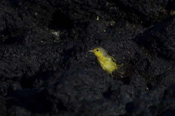 Sea Star (RG) - Northern Islands