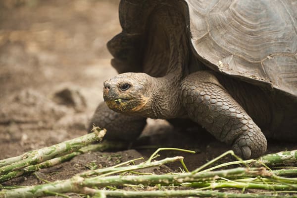 Sea Star (RG) - Northern Islands