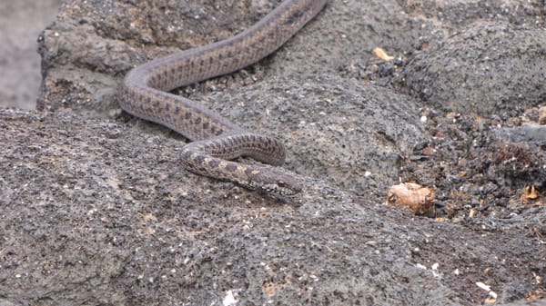 Sea Star (RG) - Southern Islands