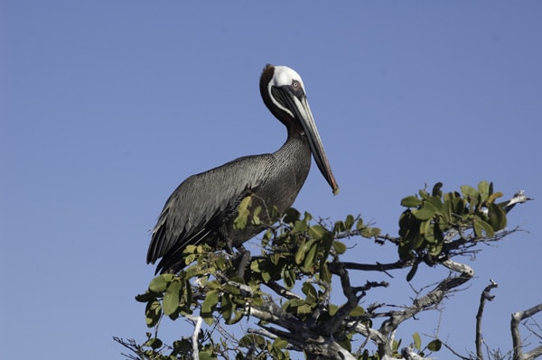 Sea Star (RG) - Southern Islands