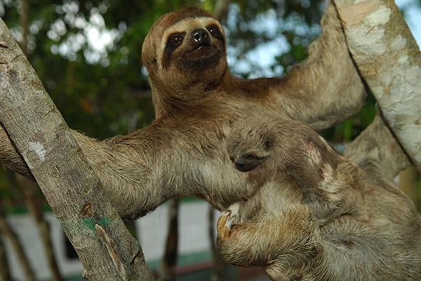 Aqua Nera’s 4-Day Itinerary Day Two - Sloths in the Amazon.