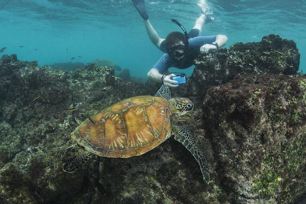 Treasure of the Galapagos 5-Day 'B' Itinerary Day Four - Snorkelling with Turtles.