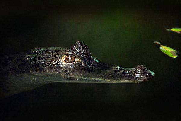 Aria Amazon’s 8-Day Itinerary Day Five - Caiman Sighting.