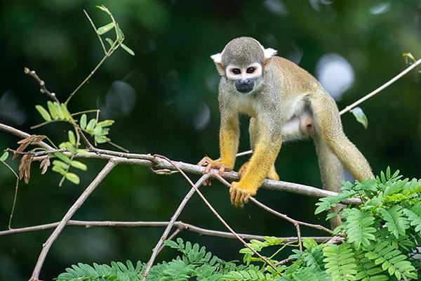 Aqua Nera’s 8-Day Itinerary Day Six - Squirrel Monkey Sighting.