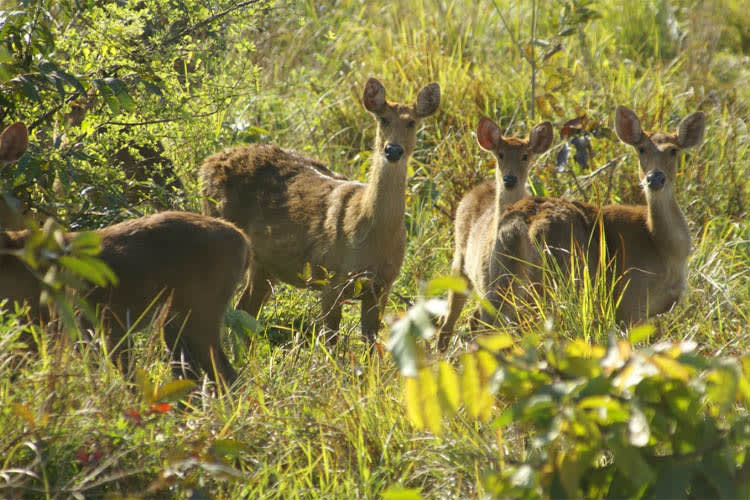 Sukapha - Brahmaputra Maximum - Day 6