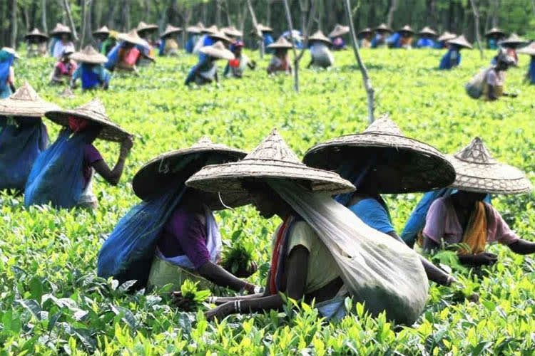 Sukapha - River Island Cruise - Day 7